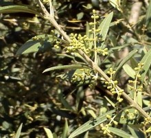 L'olio biologico